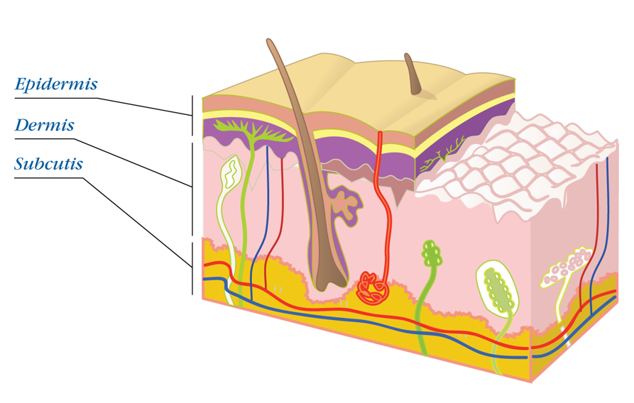 epidermis dermis subcutis skin layers